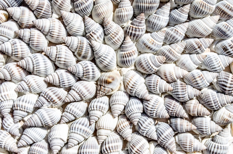 abundance, shell, no people, large group of objects, fresh, abstract, empty, image, group, full frame, animals, background, gray, cockleshells, living
