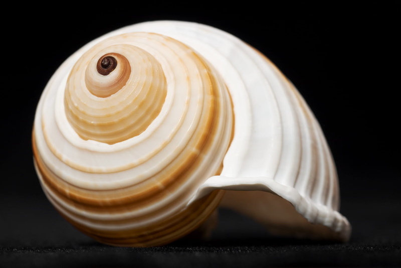 food and drink, black background, colored background, seashell, cockleshell, simplicity, motion, single object, studio shot, 720P, spiral, no people, marinelife