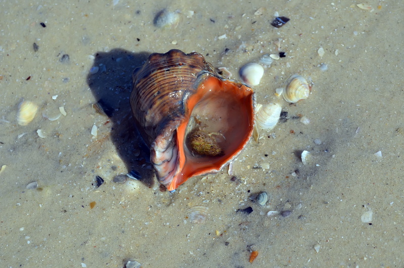 high angle view, Sand, land, Sink, animal themes, sea life, Cockleshell, vertebrate, 2K, animal, nature, crab, Beach, water, sea, fish, no people, marine