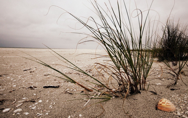beauty in nature, Beach, scenics - nature, plant, Sand, no people, Bushes, tree, dry, tranquility, water, Cockleshell, sky, Grass, outdoors, day, food and drink