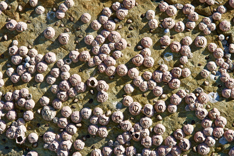 abundance, mollusks, freshness, still life, high angle view, day, scallops, wellbeing, 5K, animal wildlife, stack, arrangement, food and drink, cockles