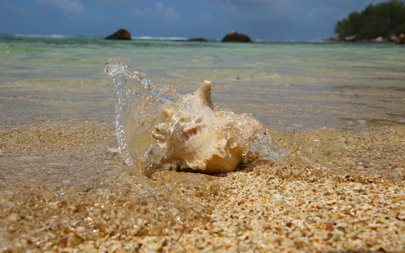 Cockleshell, one animal, no people, sky, motion, Splashes, 2K, animal wildlife, Coast, Sand, sea, marine, wet, splashing, animal themes, outdoors, animal