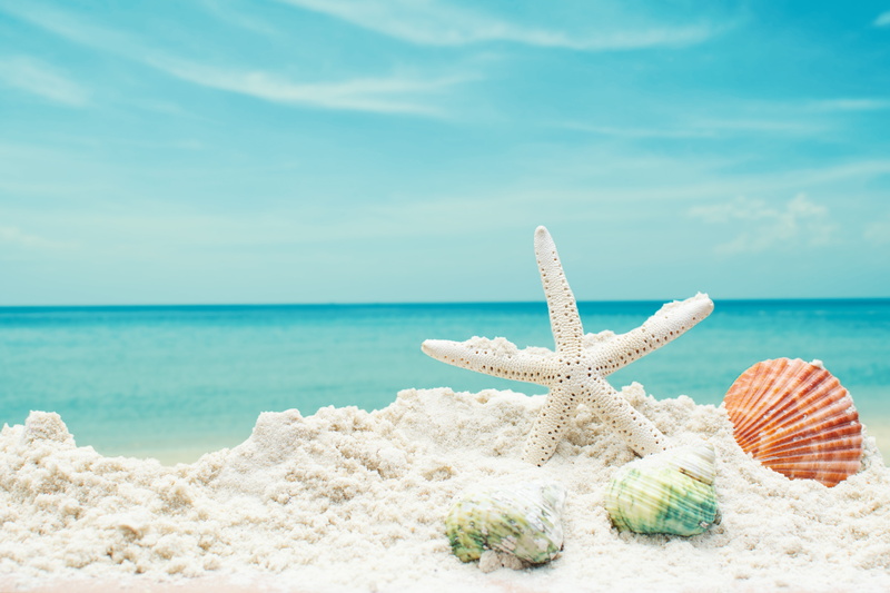 shell, star, horizon over water, summer, horizon, beach, scenics - nature, marine, sea, nature, seashells, idyllic, cloud - sky, 5K, water, beauty in nature