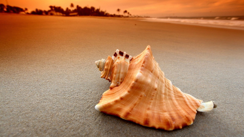 sand, shell, nature, brown, 2K, sea, beach, seashell