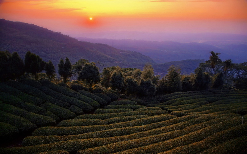 trees, nature, field, tea, Taiwan, sunset, sky, 1080P, landscape, mountains, mist