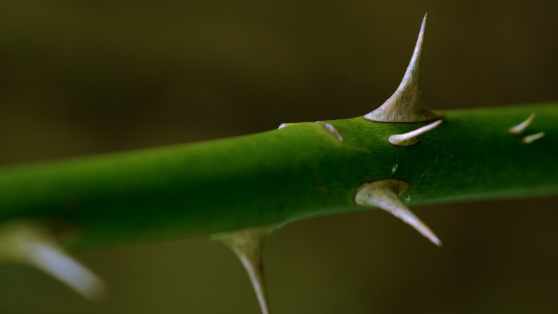 no people, outdoors, animal themes, snail, close-up, macro, plants, animal body part, nature, plant, green, black background, animal wildlife, gastropod