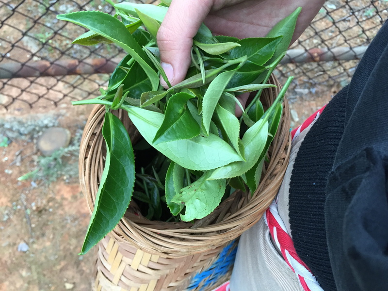 herb, high angle view, plant part, unrecognizable person, outdoors, one person, 2K, leaves, nature, finger, holding, basket, close-up, body part, tea