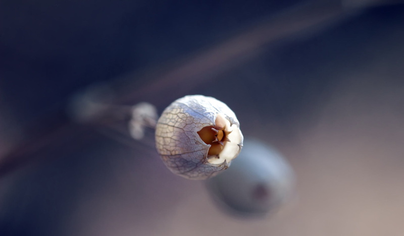 animal shell, mollusk, outdoors, animal themes, snail, focus on foreground, 1080P, plants, one animal, close-up, beauty in nature, nature, shell, animals in the wild