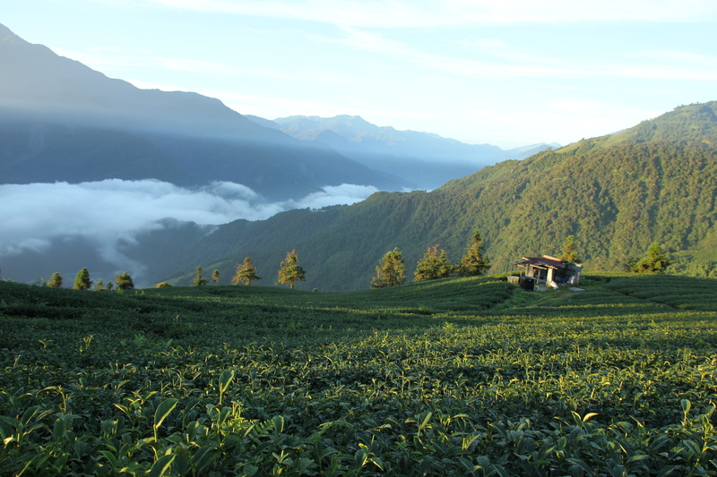landscape, outdoors, wu world, Taiwan, nature, tranquility, agriculture, green color, beauty in nature, land, scenics - nature, no people, sky, cloud - sky
