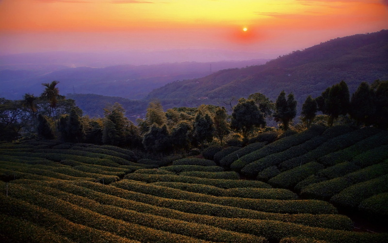 nature, rural scene, plant, tree, 1080P, sun, tranquility, crop, Trees, land, tea crop, farm, outdoors, tea leaves, plantation, mountain, sky, mist, sunset