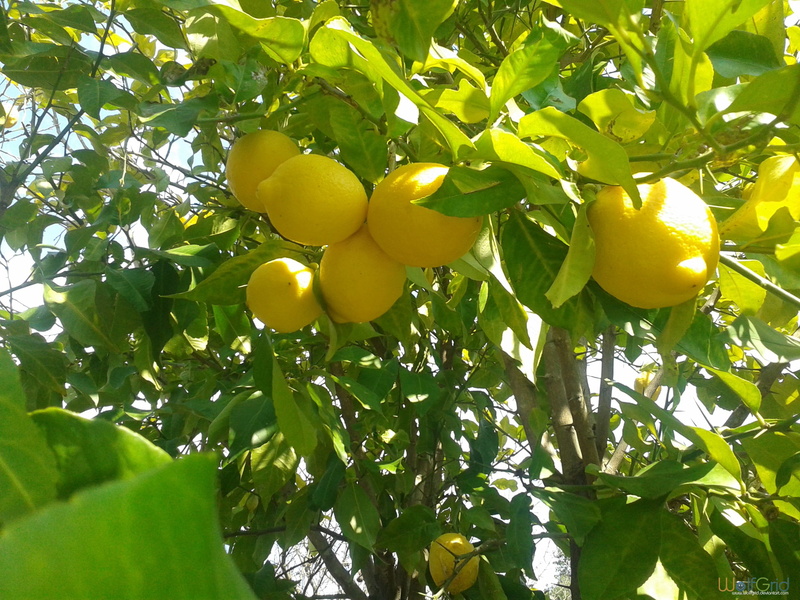 plant part, yellow, food and drink, branch, healthy eating, fruit, wellbeing, tree, lemons, outdoors, ripe, fruit tree, 2K, low angle view, green color
