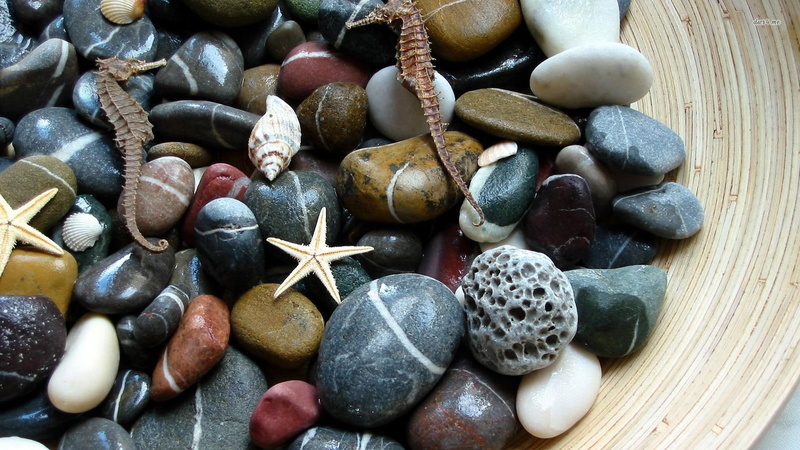 starfish, ocean, stones, beach, nature, pebbles, 1080P, amp, seahorse, nature and landscapes, shells, photography