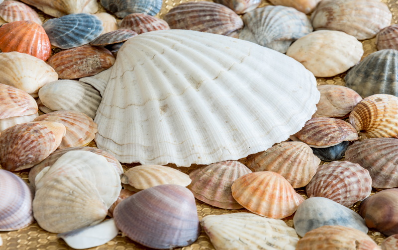 still life, close-up, color, day, sea shell, 5K, full frame, nature, abundance, sea shells, animal shell, healthy eating, texture, summer, pattern, outdoors