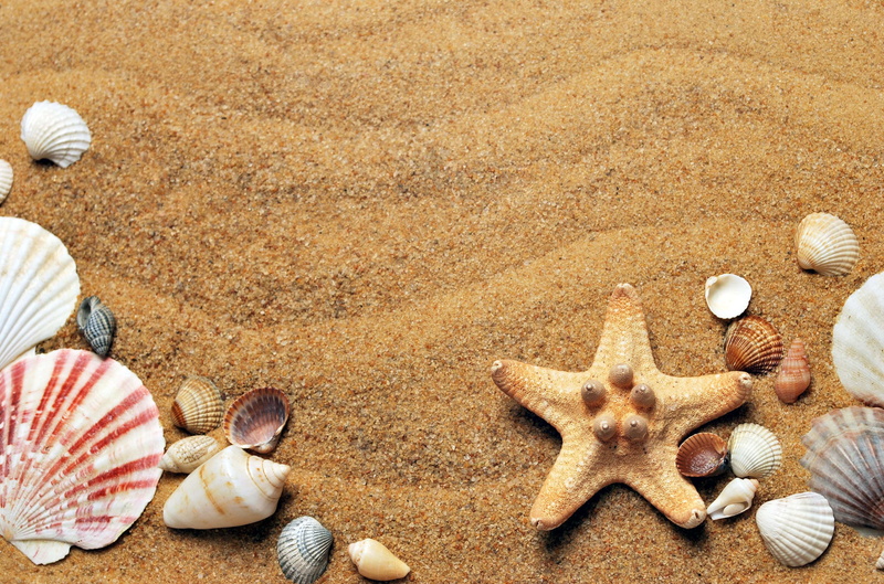 climate, shape, lifestyle, starfish, sun, seashells, marine, land, pebble, beach, pink, no people, animal themes, animal, wa, high angle view, coast, sea