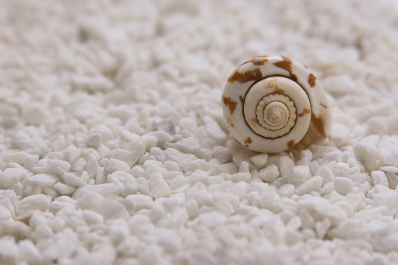 pebbles, lifestyle, brown, animal themes, aromatherapy, figure, animal shell, invertebrate, vacation, sea, white, seashells, backgrounds, mussels, pastel