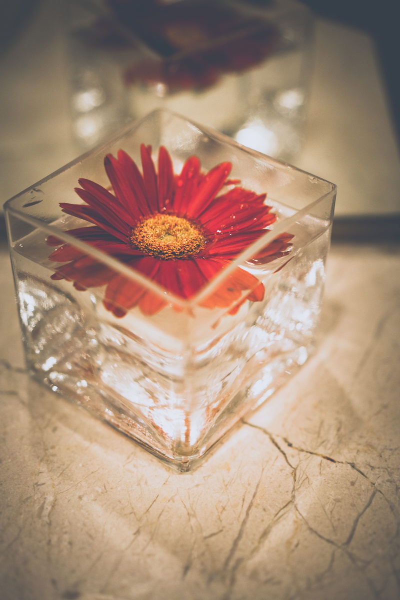 petals, photography, transparent, plant, flora, no people, blooming, glass, bloom, marble, blossom, beauty in nature, nature, glass - material, close -up