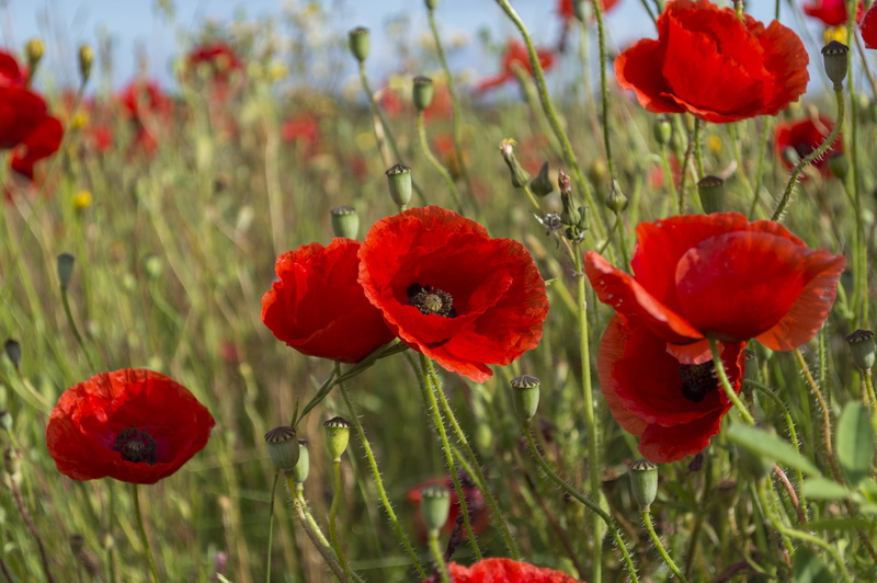 meadow, Texel, photograph, Pada, colors, 5K, Dof, pvdv, picture, van de Velde, Dordrecht, outdoors, shallow focus, Loma, beauty In Nature, photography