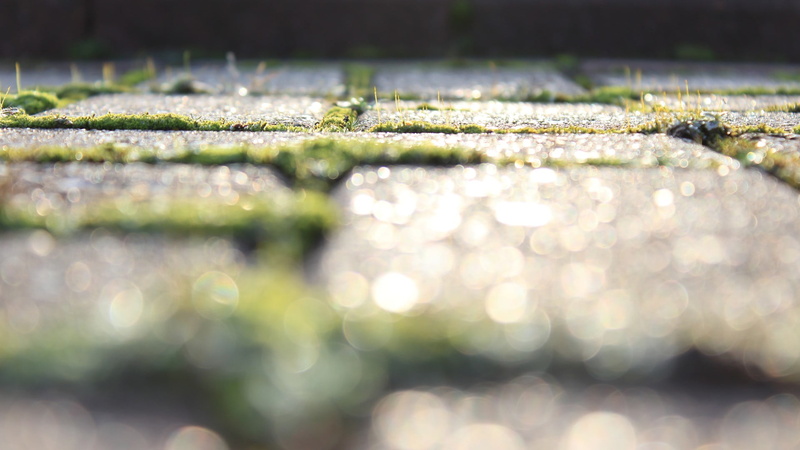lush Foliage, formal Garden, tree, depth of field, summer, vulnerability, wet, field, season, sunlight, beauty in nature, botany, bokeh, 1080P, close-up