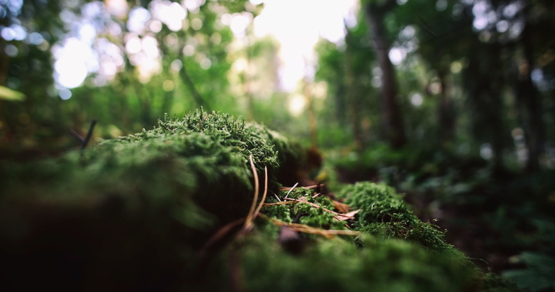 dead trees, macro, 4K, bokeh, moss, nature, depth of field, blurred