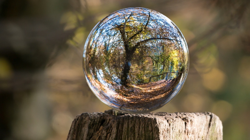 nature, trunks, reflection, trees, glass, wood, sphere, leaves, depth of field, landscape, fall, distortion, 1080P