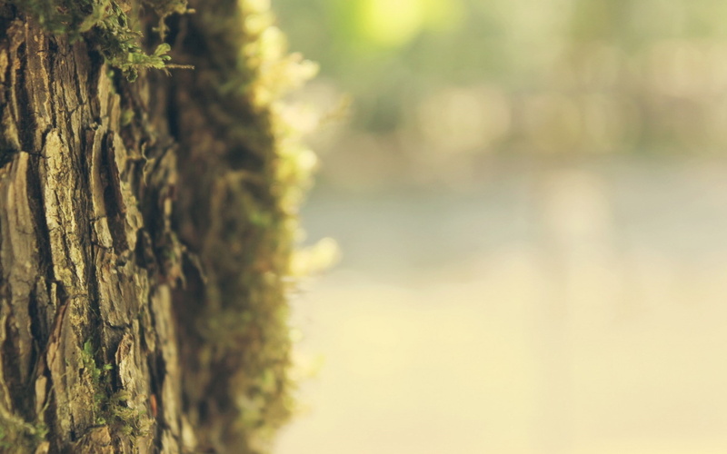 nature, trees, blurred, tree bark, depth of field, bokeh, landscape, macro, 1080P