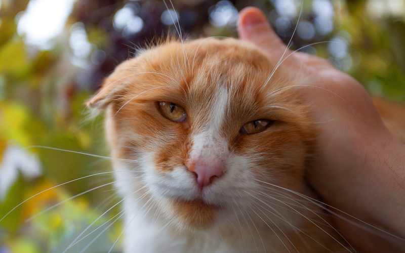 cat, 4K, face, red, nature, leaves, the owner, favorite, background, look, portrait, eyes, stroking, fold, wise, weasel, bokeh, hand, cat super