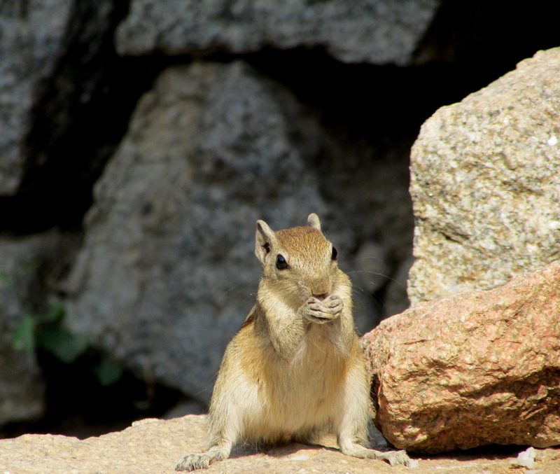 looking at camera, outdoors, species, vertebrate, 2K, rock - object, folded hands, sitting, one animal, solid, Hampi, rock, mammal, Eating, zoology, Squirrel