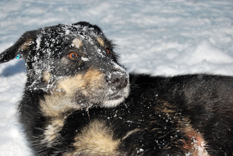 no people, black, animal themes, tongue, snow, medium, canine, joker, domestic, outdoor, flying, winter, cold temperature, family, kindness, nature, great