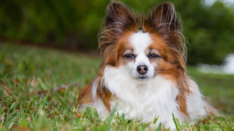 dog, animal, nature, vertebrate, domestic animals, outdoors, day, canine, domestic, papillon dog picture, small, lap dog, one animal, animal themes, mammal