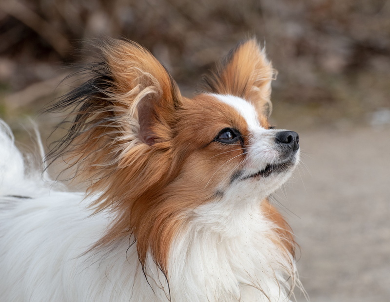 dog, focus on foreground, portrait, lap dog, animal themes, butterfly dog, papillon, view, pets, animal hair, looking away, looking, vertebrate, no people