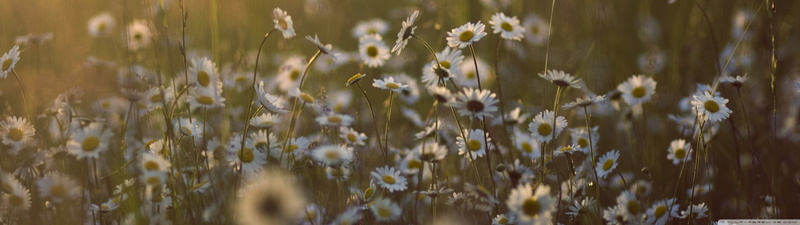 flowers, fleur, multiple, fleurs, screen, blanc, white, flower, dual, blanche, 4K, monitor, multi