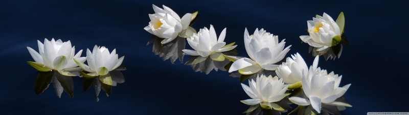white, flowers, monitor, 4K, screen, fleur, multi, dual, multiple, blanc, fleurs, blanche, flower