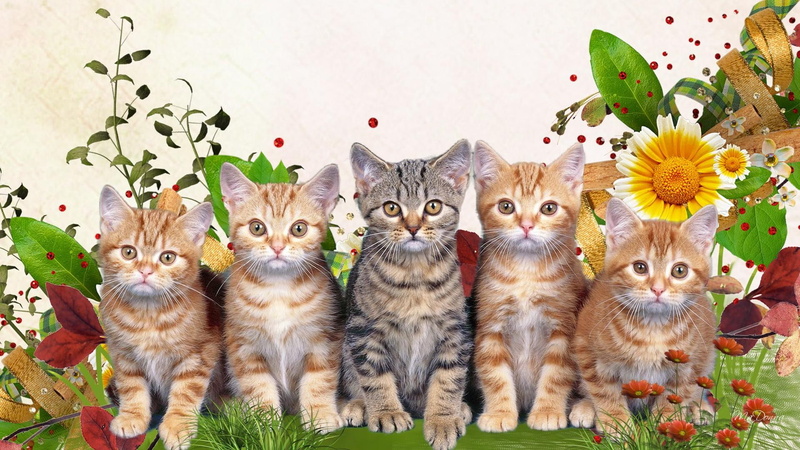 grass, faces, animals, kitten, sweet, kitty, 1080P, fleur, spring, feline, sunflower, summer, flowers, lawn