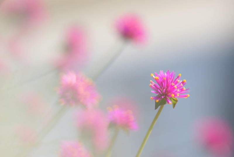 nature, 4K, flower, photo, illustration, pink Color, doux, fleur, purple, summer, yellow, plant, pastel