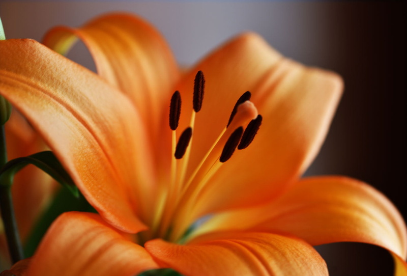 close-up, 720P, petal, Lilium, Fineness, Plant, Lily, nature, yellow, orange flower, orange, flower, Quinta, Fleur de lys