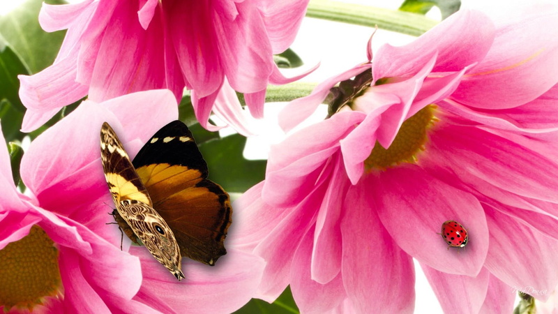 fly, papillon, fleurs, colorful, butterfly, ladybug, bright, beautiful, brown, butterflies, 1080P, flowers, chrysan, pink, fall