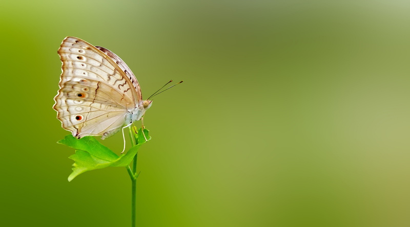 close-up, insect, Spring, Butterfly, butterfly - insect, one animal, Travel, animal wing, macrophotography, copy space, animal wildlife, background, green color