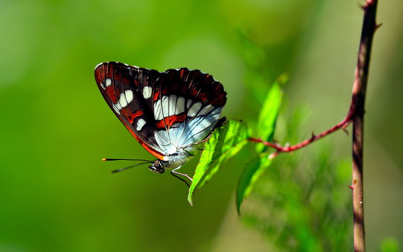 Leaf, red, brown, Butterfly, white, 1080P, Green