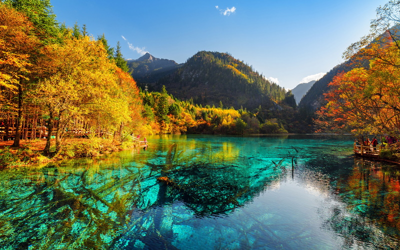 plant, tree, beauty in nature, flower, lake, change, non-urban scene, park, outdoors, fallen, five, day, mountains, tranquility, trunks, water, jiuzhaigou