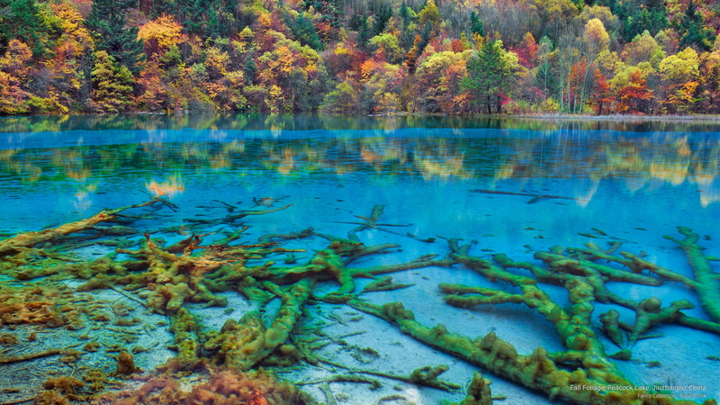 fall, foliage, jiuzhaigou, china, Asia, peacock, lake, 2K