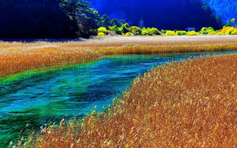 hd, jiuzhaigou, reserve, fields, clear, 1080P, water, river, china, yellow, nature, rice