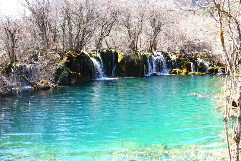 tranquil scene, tree, bare tree, flowing, outdoors, waterfall, tranquility, jiuzhaigou, nature, flowing water, 2K, water, land, beauty in nature, blue