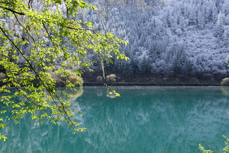plant, lake, tranquility, green color, day, water, forest, the scenery, animal, jiuzhaigou, non-urban scene, outdoors, china, scenics - nature, tree, reflection