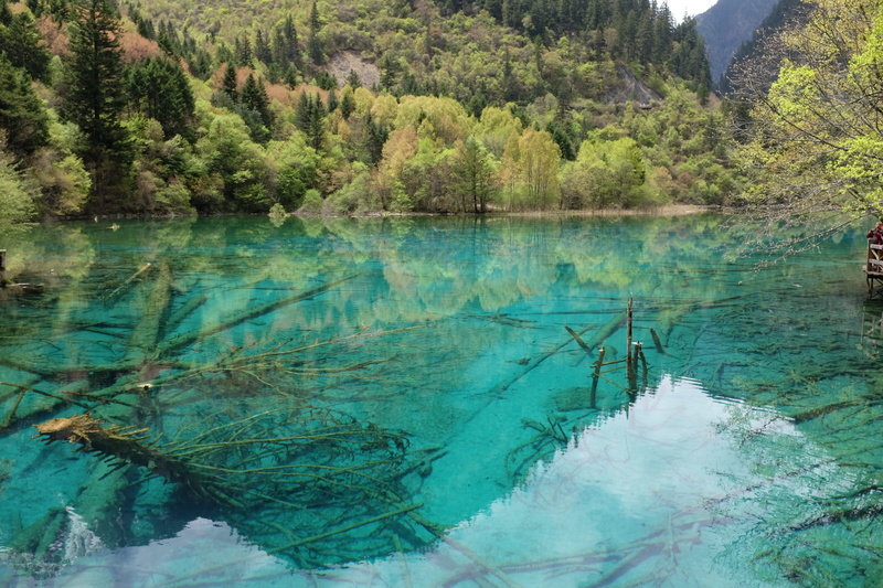 tranquil scene, plant, non-urban scene, 4K, day, tree, idyllic, turquoise colored, the scenery, sichuan, reflection, tranquility, china, lake, water, no people
