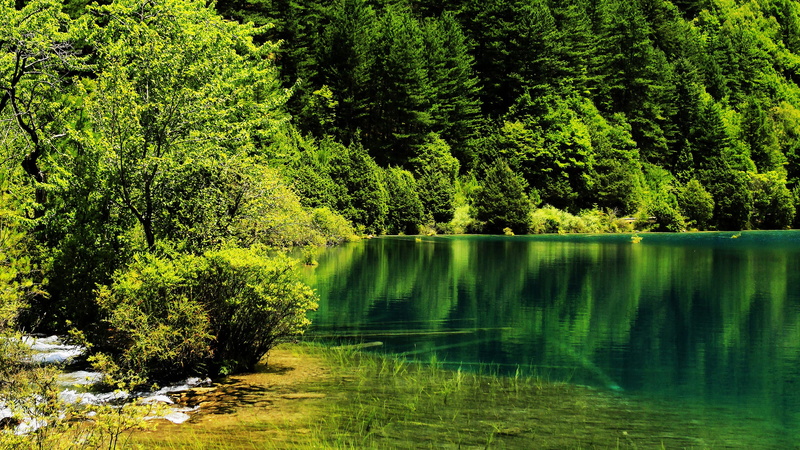 Jiuzhaigou National Park, tree, China, 1080P, tranquility, land, reflection, foliage, Park, idyllic, green color, no people, water, non-urban scene, greens