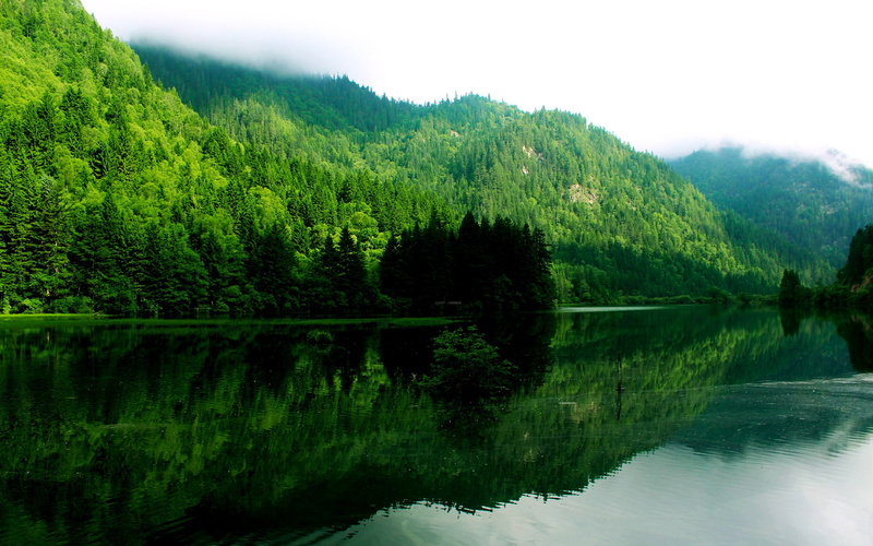 sichuan, lake, reflect, pine woodland, woodland, water, nature, growth, plant, standing water, jiuzhaigou, idyllic, pine tree, no people, reflection, non-urban scene