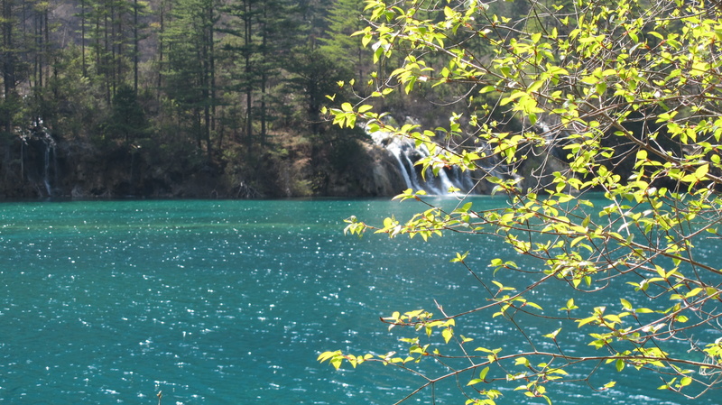 green color, jiuzhaigou, background, nature, day, 2K, properties, land, scenics - nature, section, plant, no people, beauty in nature, growth, tranquility