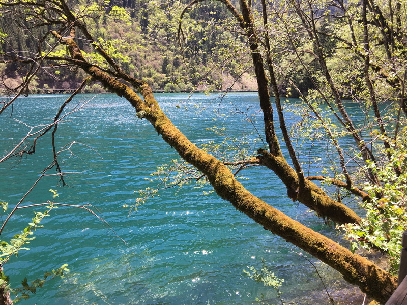 growth, day, Sub, Jiuzhaigou, beauty in nature, lake, tranquil scene, non-urban scene, trunk, tree, water, plant, branch, tree trunk, 4K, sub-sea, idyllic