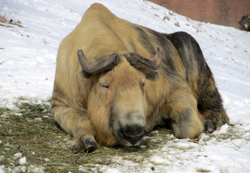 relaxation, nature, no people, one animal, winter, Sichuan Takin, China, herbivorous, day, animal, outdoors, vertebrate, domestic animals, wildlife, animal themes