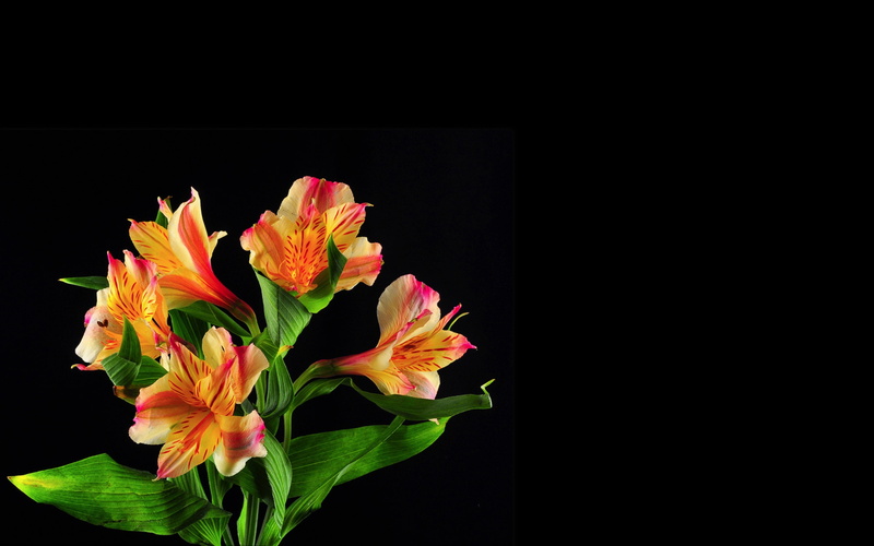 Black, Lilies, Background, 2K